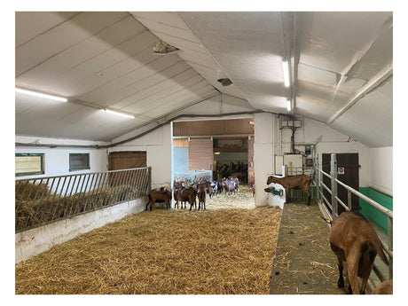 LEDVANCE LED-Feuchtraumleuchte 50W 4000K DP SPECIAL 1500 50 W 4000 K WT IP67 6500